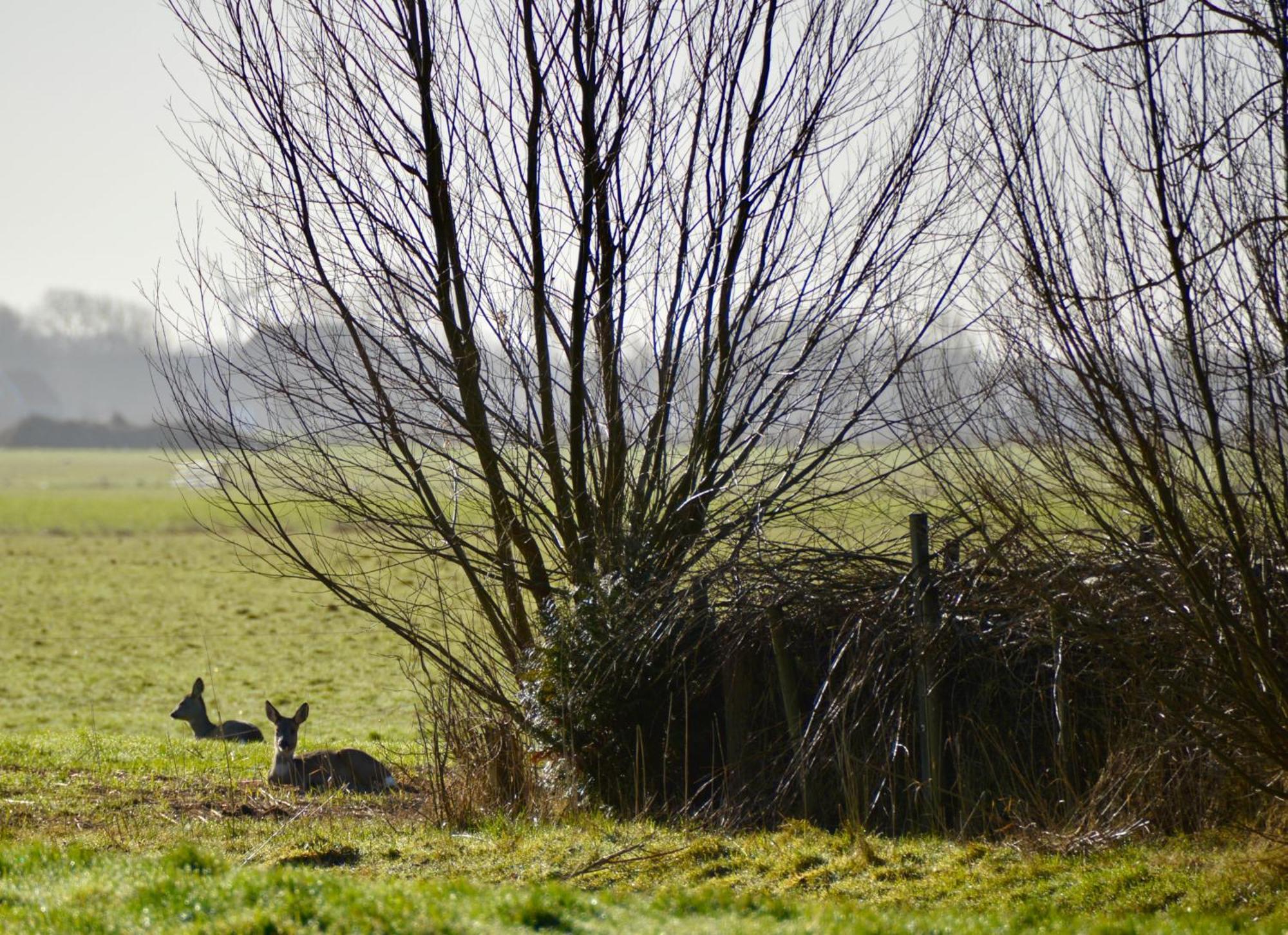 Vakantiehuis Het Voorhuis Op Landgoed Koepeltjesplaats Gaast ภายนอก รูปภาพ